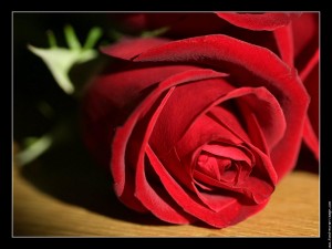 photo-rose-rouge-01
